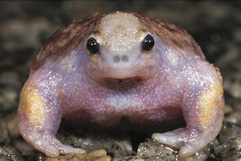 odd frog